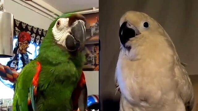 Funny Parrots Going Crazy - Funniest Parrot Videos 2021 #2