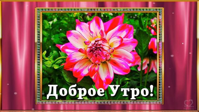 С Добрым Воскресным  Утром! Желаю вам  Здоровья! Счастья! Любви! Радости! Солнечного Дня!  💌🌹🌹🌹🌞