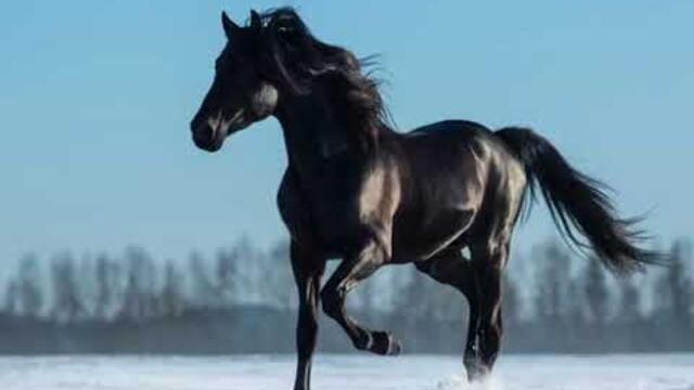 Бахталэ рома - На вороном коне