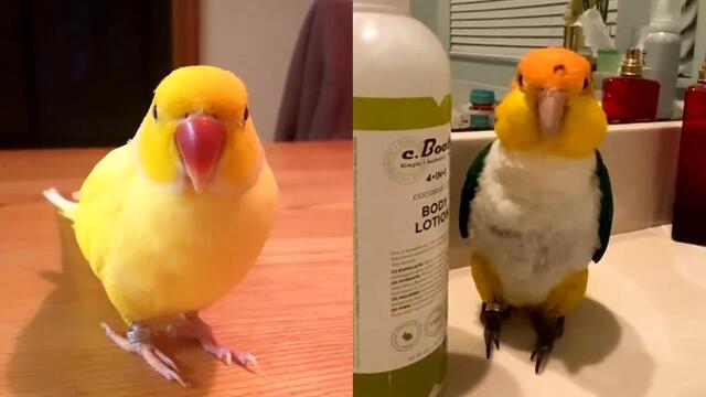 Funny And Cute Parrots - The Most Adorable Parrots 2021