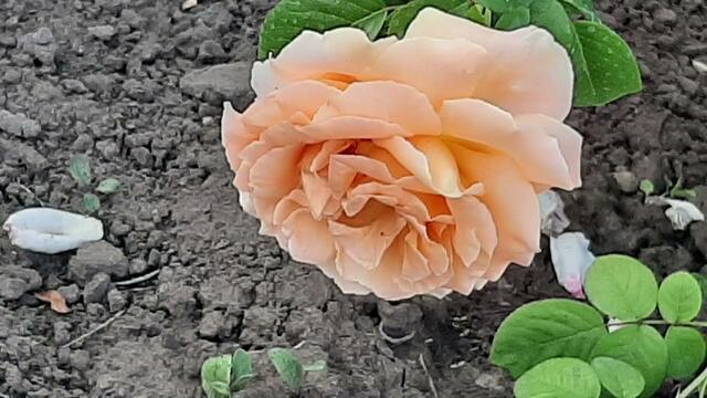 Николай Берег -   МОЁ СЕРДЦЕ С ТОБОЙ