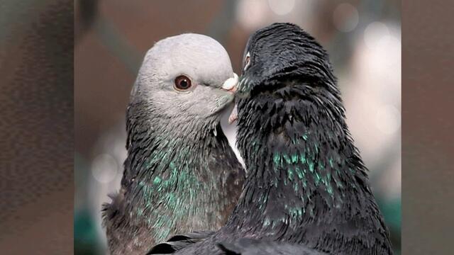 Сергей Одинцов  и Азамат Исенгазин   -   Голуби Целуются На Крыше
