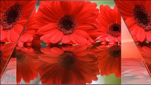 Мелодия цветов . Саксафон. Красивые цветы, красивая музыка.