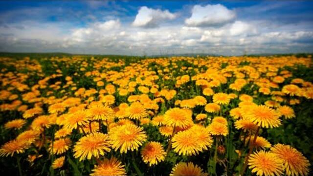 Ирина Белякова   -   ОДУВАНЧИК