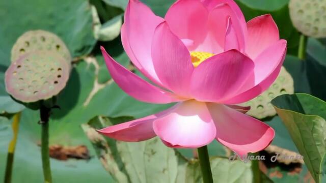 Вадим Гурьев  -  Утренний цветок