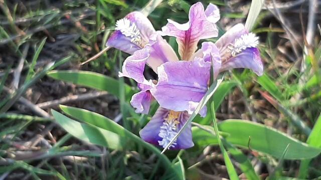 Джованни Марради   -   ВСЕГДА ВМЕСТЕ, ВСЕГДА РЯДОМ...