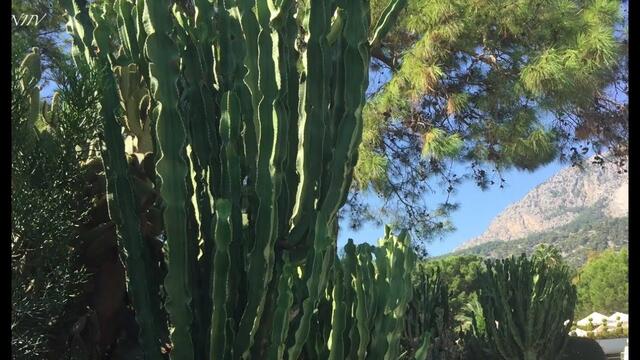 Для Вас Великолепная МУЗЫКА и Громадные Красивые Кактусы Турции!