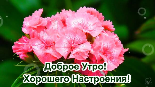 Доброго Майского утра! Хорошего настроения! Прекрасной среды!😘🌺🌺🌺Музыкальная открытка с пожеланием.💌