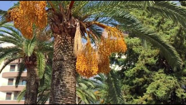 Какая Красивая МУЗЫКА и Чудесный Отдых в Черногории на Курорте  Будва!