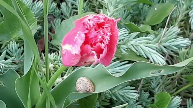 * ВЕСНЫ В ДУШЕ... *