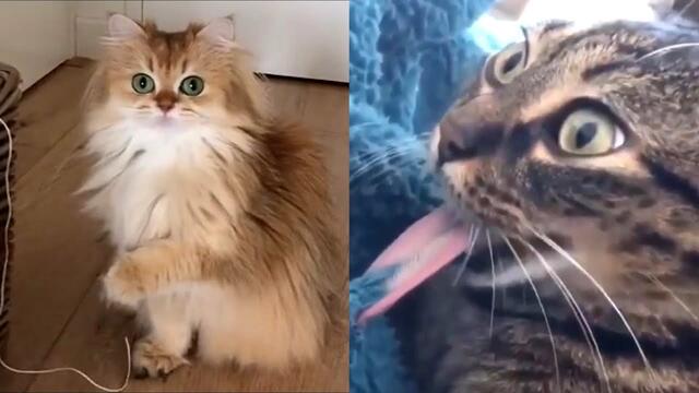 Cats Are Disaster - Funny Cat Fails Compilation 2021