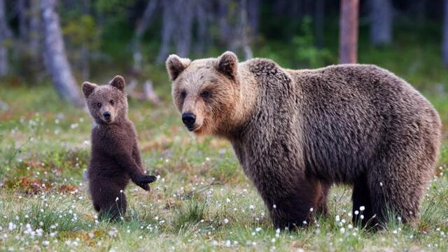 Австрийският принц, обвинен в убийството на мечока Артур в Румъния ...Той бе най-голямата кафява мечка в Европа