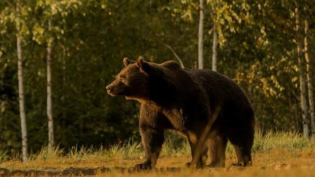 Принц от голяма династия застреля най-голямата кафява мечка в Европа!!! Призовават за пълна забрана на трофейния лов в Румъния