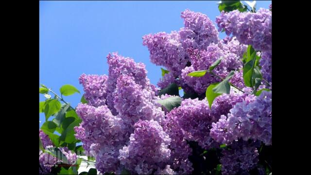 ЛЮБИМАЯ СИРЕНЬ....