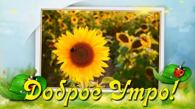 Доброе утро! С новым днём, пусть лишь радость будет в нём! 🌼🌼🌼