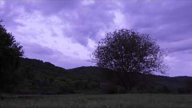 Сутрин рано на поляната | Пролетно утро |  Птичи песни | Звуци от природата | Живот на чисто