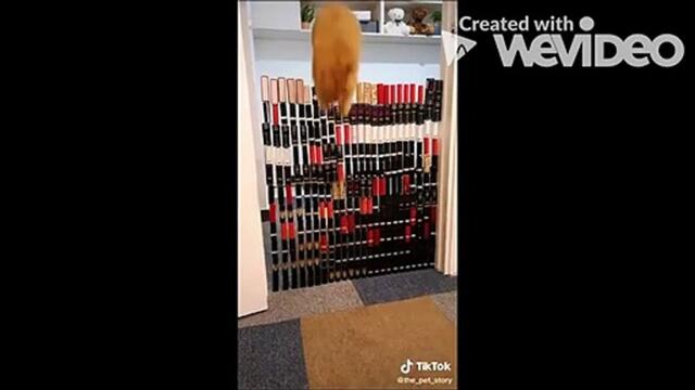 Best Of Funny Cats  tIKTOK 2021