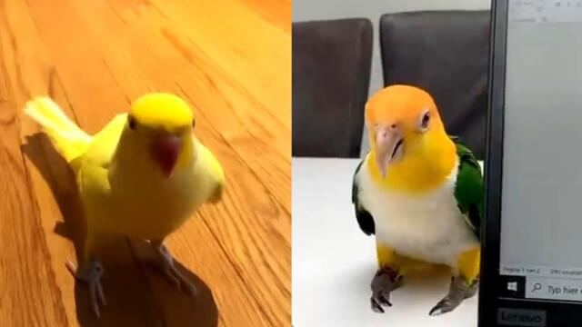 Cute Parrot Videos Will Make Your Day Positive! Funny Parrots 2021