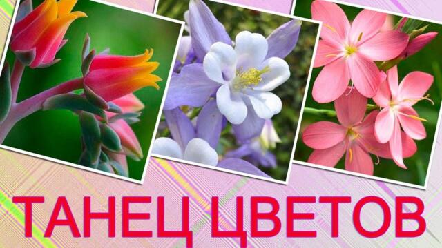 Великолепные танцующие ярко - красочные цветы для хорошего настроение