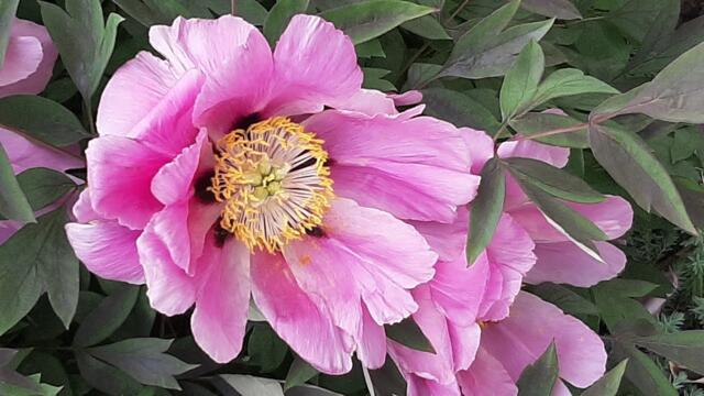 Эльдар Мансуров -- Мелодия для души... * С ЛЮБОВЬЮ О ЛЮБВИ...