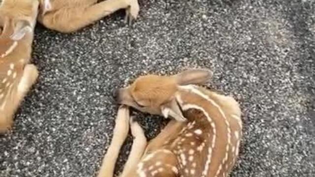 Woman Notices Three Fawns Lying in Middle of Road and Urges Them to Move to Safe Place