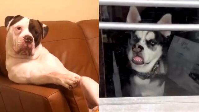 Funny Dog Videos Will Make Your Day Positive - Cute Dogs 2021