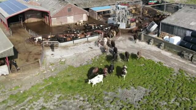 This Cow Release Is 'Udderly' Adorable