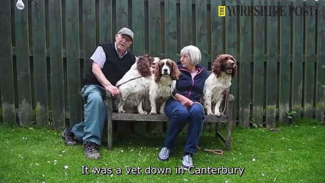 Stolen Spaniels at Driffield