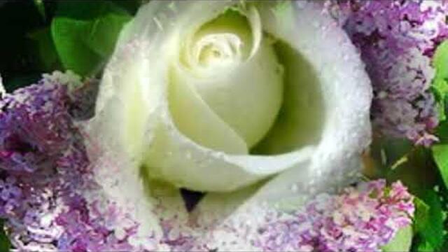 Сергей Чекалин  -  ТЕПЛЫЙ МАЙ