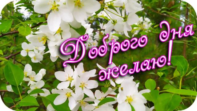 Доброго дня желаю! ❤️Пусть солнцем радует погода!❤️ Красивое утреннее пожелание❤️