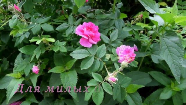 Что говорит нам роза