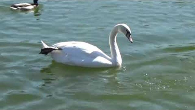 Музыка Сергей Чекалин   -   Тихий центр.