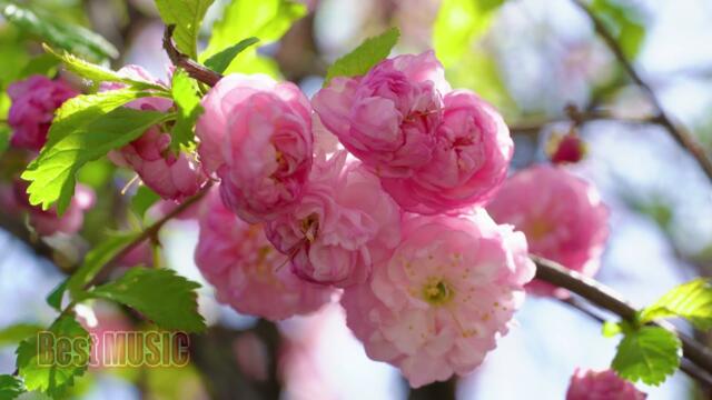 Чудесная Музыка, Наполняющая Душу Нежным Трепетом И Легкой Грустью!