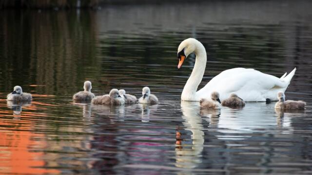 Марина Шахова  -  Живет повсюду красота