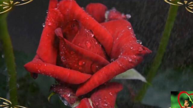 А дождь танцует