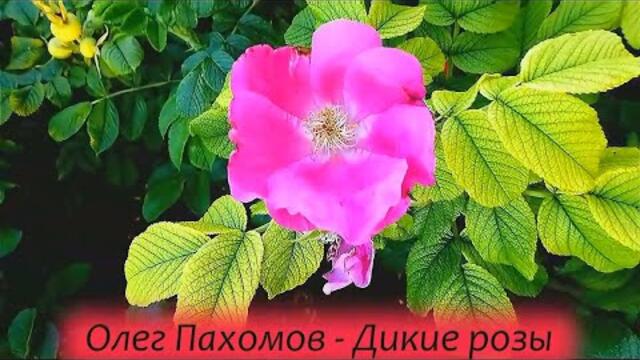 Олег Пахомов - Дикие розы