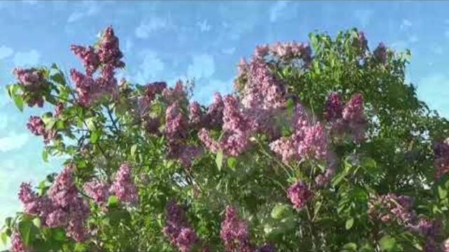 Музыка Сергей Чекалин   -   Дачное место.