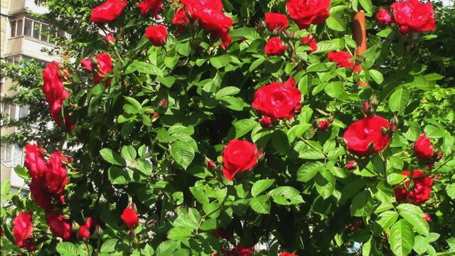 Сергей Исаев   -   Позови меня в лето