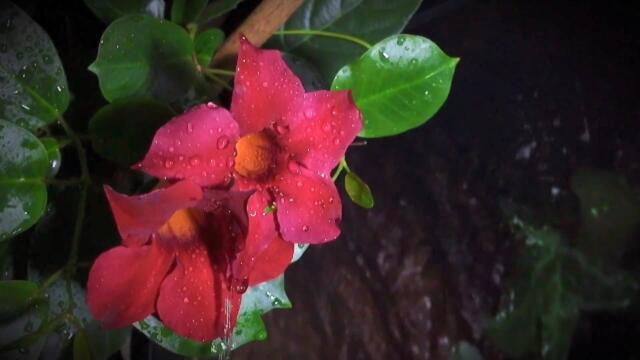 Валерий Ниминущий  -  Мой дождик только не грусти