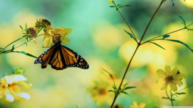 🌼🦋 Магията на пеперудите и цветята 🌻🦋