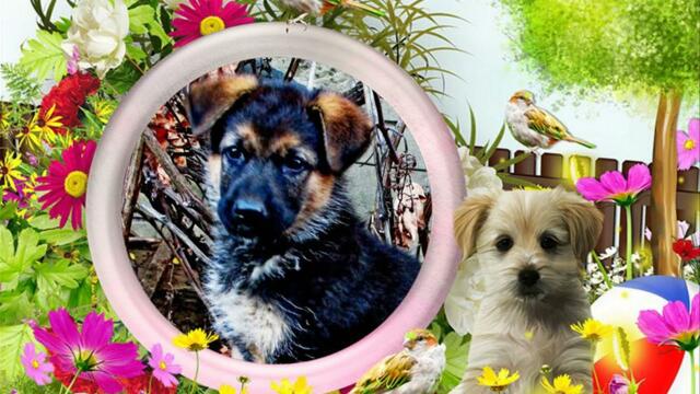 Атаман . Дай Лапу , Друг !