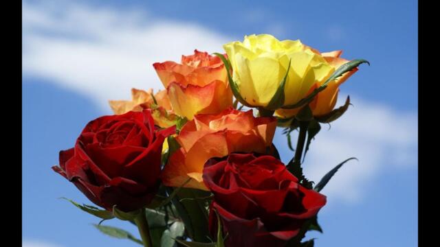 СПАСИБО ЗА ЧИСТОЕ НЕБО