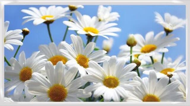 РОМАШКА БЕЛАЯ