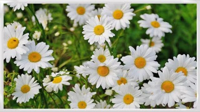 РОМАШКА   ЦВЕТОК ПОЛЕВОЙ