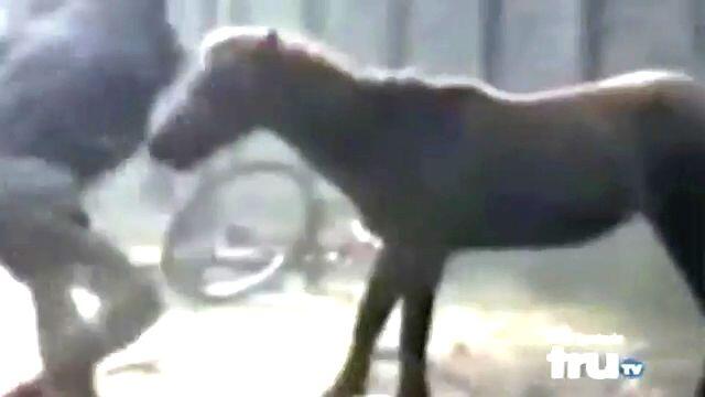 Кон! Кон бе, кон! mikropor_kon!