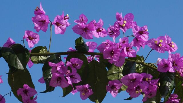 ✿ Bougainvillea - красиво тропическо цвете ✿