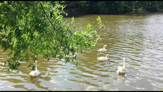 Э. Туниянца и Прелестные Лебеди на прудах Царицино!