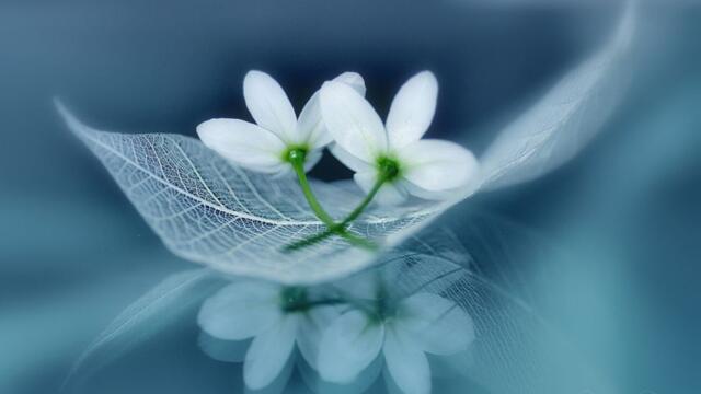 🌼 Красотата на природата ... бели цветя 🌼