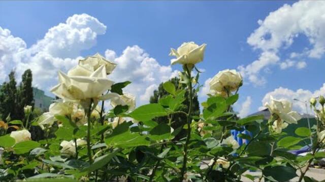 Вадим Гурьев  - *ЛЮБИТЬ --- ЭТО ЗНАЧИТ ПОМНИТЬ, ЧТО ВЕЧНО В ДУШЕ ТВОЕЙ...