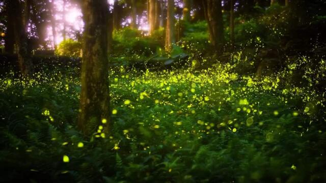 Synchronizing Fireflies - Синхронизиране на светулки